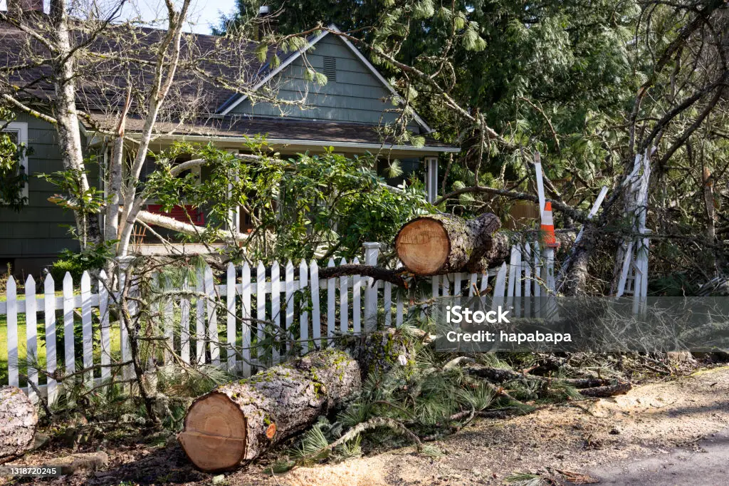 House with downed trees in front